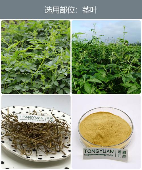 植物提取物 自然饋贈(zèng)下的科學(xué)與產(chǎn)業(yè)演進(jìn)